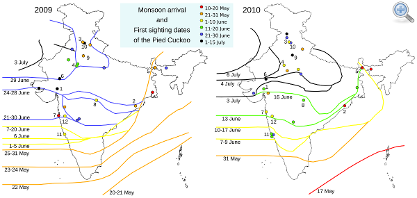 Pied Cuckoo map 2009, 2010